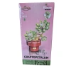 DOSTOYS 113-17 BLOSSOM MİNİ ÇİÇEK BLOK OYUNCAK GRAPTOPETALUM 180 PARÇA 6+