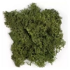 JORDANIA MAKET JE00-0501226 YOSUN YAPRAK YEŞİLİ 10gr.