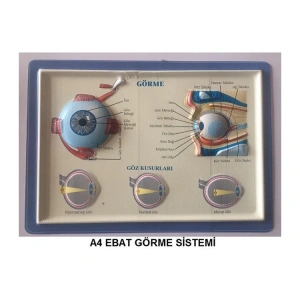 KABARTMA ANATOMİ LEVHASI - GÖRME SİSTEMİ A4 BOYUTLU