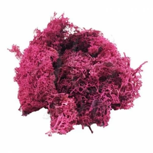 JORDANIA YOSUN MENEKŞE