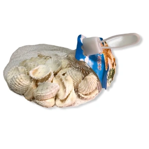 TEKNOPOİNT DENİZ KABUĞU