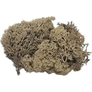 JORDANIA MAKET JE00-0508000 YOSUN NATUREL 10gr.