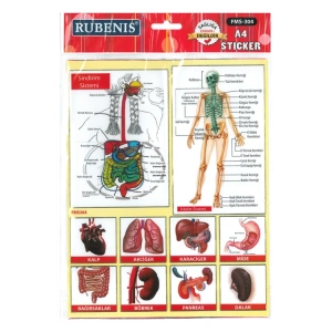 RUBENİS İÇ ORGANLAR RESİMLİ STİCKER