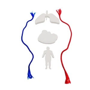 KAR EĞİTİM - DOLAŞIM SİSTEMİ MODELİ