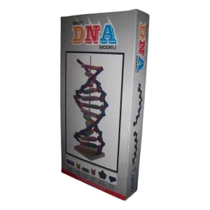 EMİN İŞ EĞİTİMİ EM3002 BASİT DNA MODELİ YAPIM S