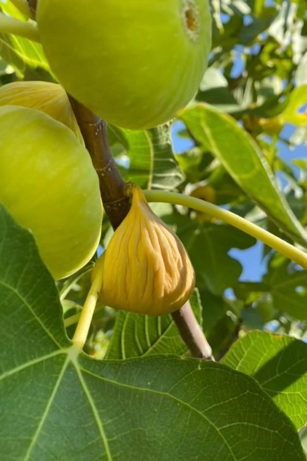 AYDIN DAĞ İNCİRİ (1 KG)