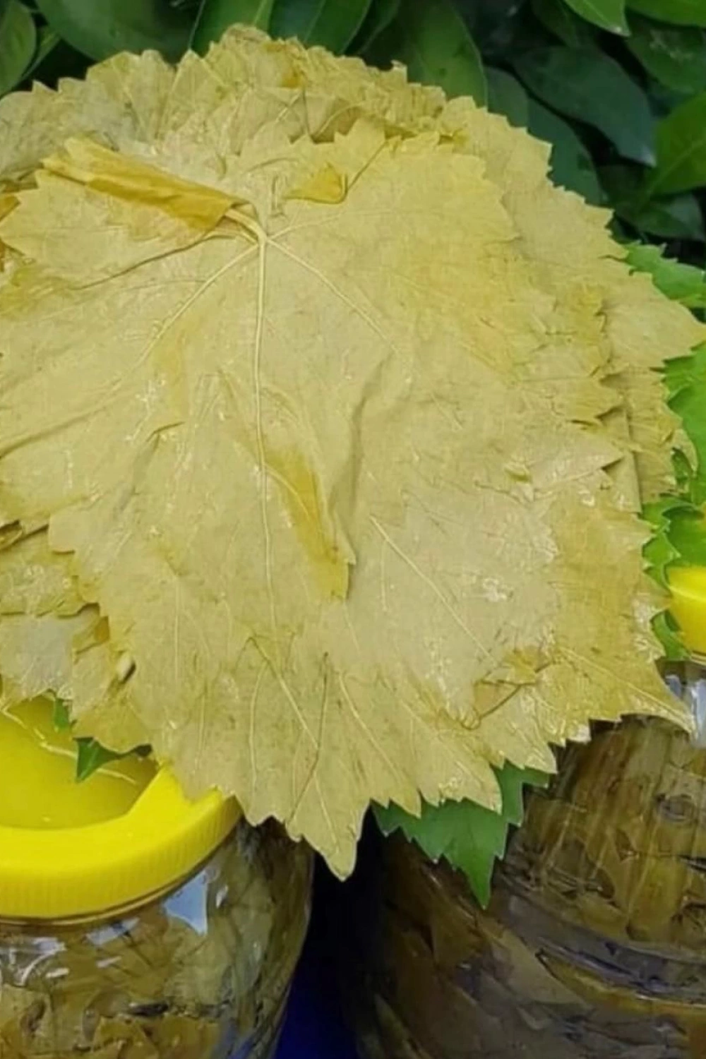 SALAMURA YAPRAK 5 KG