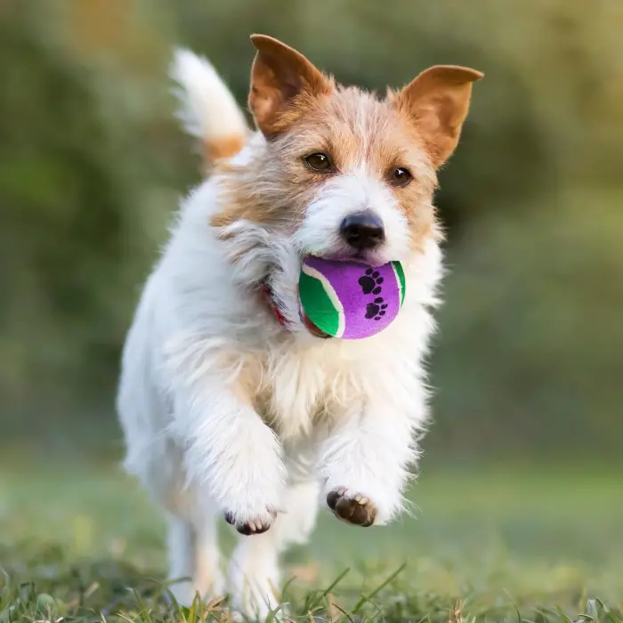 KP Köpek Oyuncak Tenis Topu Sert 3’lü 6 cm – Dalı Köpek Topu