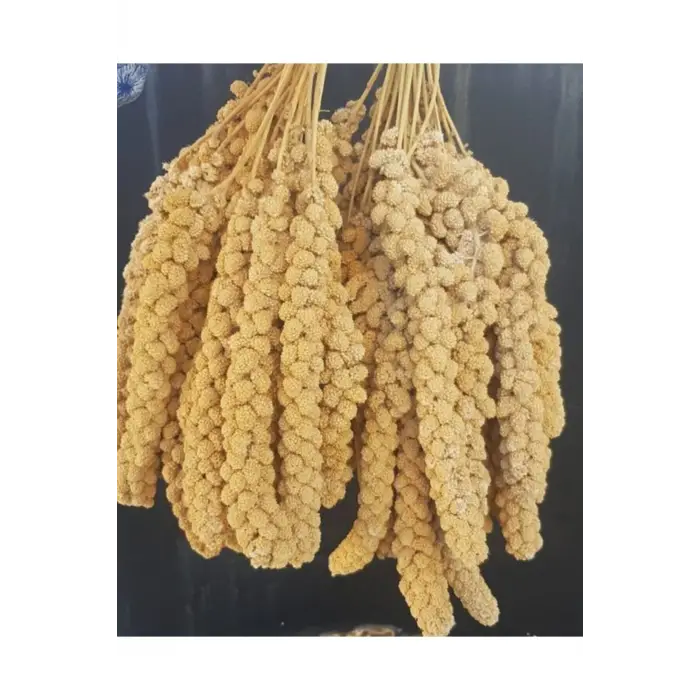Kuşlar İçin Doğal Sarı Dal Darı 100 gr
