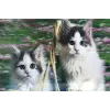 3 Boyutlu Resim  Sevimli Kediler İkili Kedi Resmi Tablosu 40x60 Cm