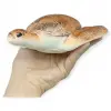 Deniz Hayvanları Serisi - Caretta Caretta 22 cm - 1 ADET