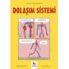 Dolaşım Sistemi - Gençler İçin Çizgilerle Bilim