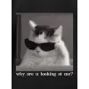 Erkek T-Shirt Komik Kedi Baskılı kısa kol Tişört - Siyah