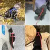 Kedi Tasması