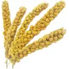 Kuşlar İçin Doğal Sarı Dal Darı 100 gr