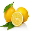 Limon Bonesi / 250 Adet /  Çayı Bonesi