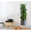 Saksılı Bitki Tasarımlı Yapışkanlı Sticker Resim 90*30 cm MC-665
