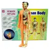 The Human Body İnsan Vücudu 3D Eğitim Seti 3302
