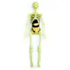 The Human Body İnsan Vücudu 3D Eğitim Seti 3302
