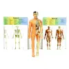 The Human Body İnsan Vücudu 3D Eğitim Seti 3302