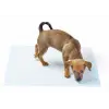 Yıkanabilir Köpek Çiş Pedi - 100 X 100 Cm 5li Paket