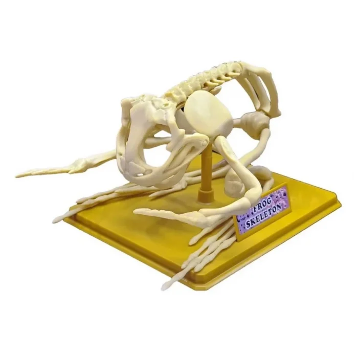 Kurbağa İskeleti Bilim Seti