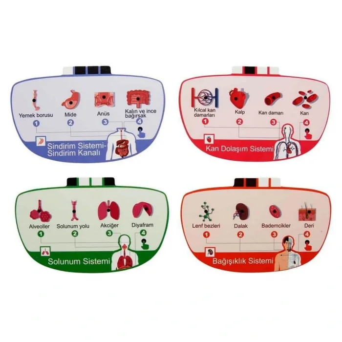 Sesli İnsan Vücudu Modeli Bilim Seti