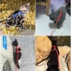 Kedi Tasması