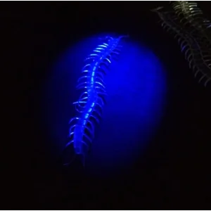 Şaka Yılan ve Kırkayak Karışık 36 Adet