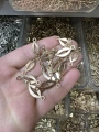 METAL SARI DUDAK ÇİFT KULPLU (50 gram)