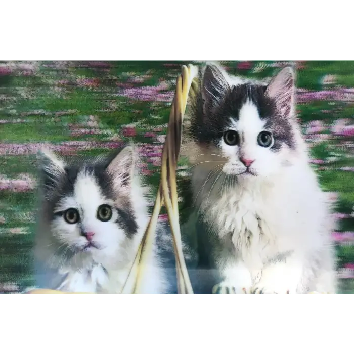 3 Boyutlu Resim  Sevimli Kediler İkili Kedi Resmi Tablosu 40x60 Cm