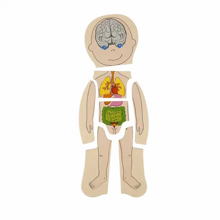 Woody Oyna Öğren Katmanlı İnsan Vücudu Ahşap Puzzle 4 x 7 Parça