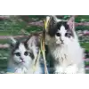 3 Boyutlu Resim  Sevimli Kediler İkili Kedi Resmi Tablosu 40x60 cm