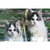 5D Elmas Boyama Kedi Tablosu
