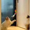 Elastik Kendinden Yapışkanlı Solucan Kedi Oltası Bx40