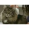 Flea Doctor Pet Hayvanlar İçin Haşere Öldürücü Pilli Pire Tarağı