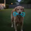 Fosforlu Köpek Diş Kaşıma Ve Çiğneme Oyuncağı