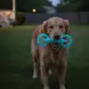 Fosforlu Köpek Diş Kaşıma Ve Çiğneme Oyuncağı