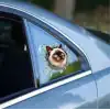Fulcar Siamesse Araç Stickerı