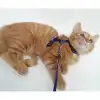 Kedi Boyun ve Göğüs Tasması