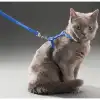 Kedi Tasması