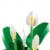 Botanicals Barış Çiçeği 11504