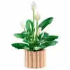 Botanicals Barış Çiçeği 11504