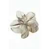 Lotus Toka 8 cm