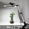 Masaüstü Çekim Işığı