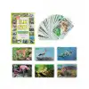BX  1352FlashCardsİlk50Hayvan-Dıytoy
