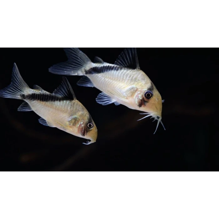 CORYDORAS MELİNİ 6 CM ( 1ADET )