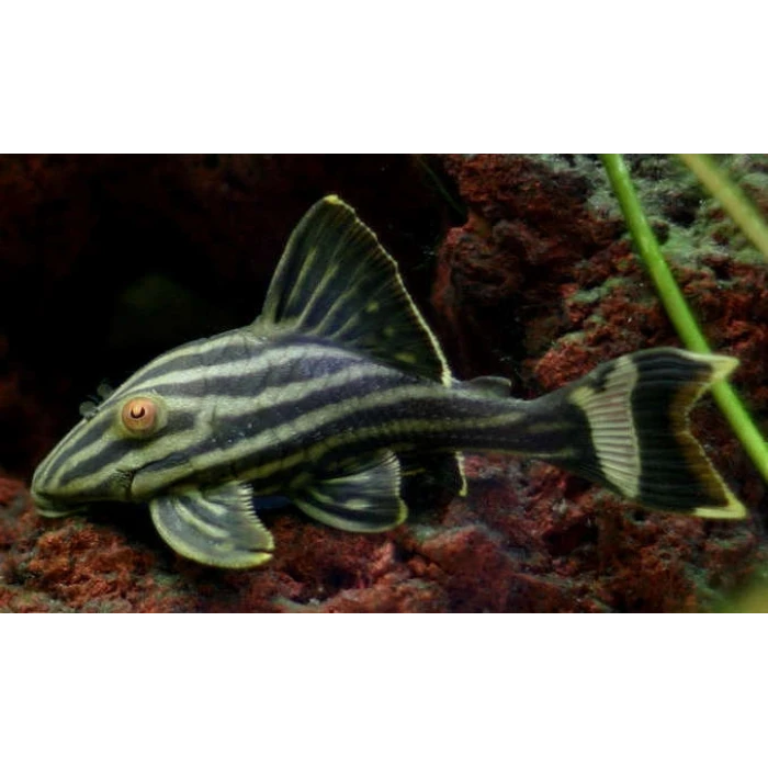 L190 ROYAL PLECO ÇİFT 16 CM ( 1 DİŞİ 1 ERKEK)