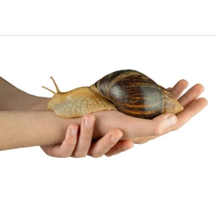 AFRİKA DEV SALYANGOZ ÇİFTİ (2 ADET)