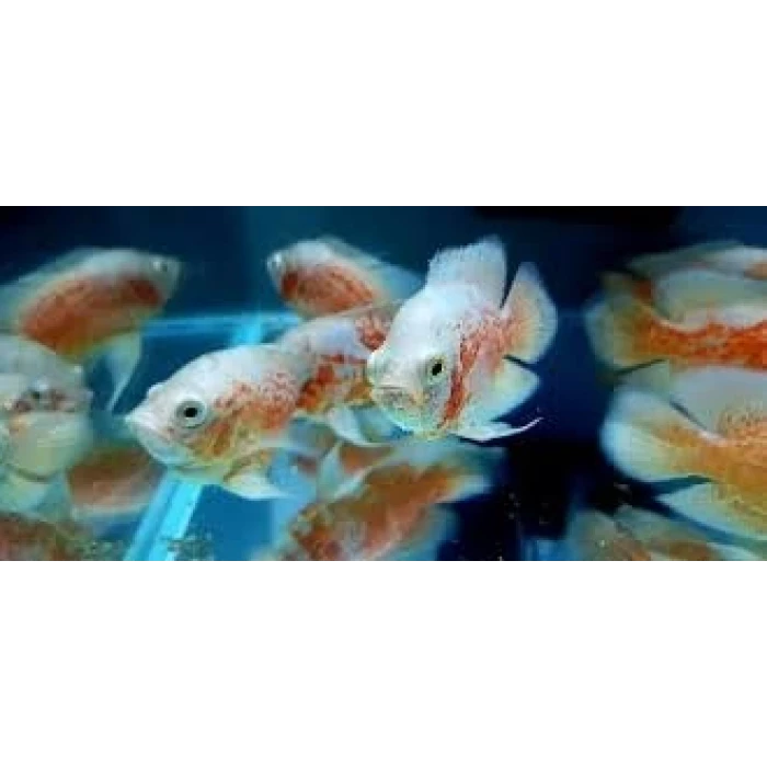 ALBİNO ASTRONOT 10 CM